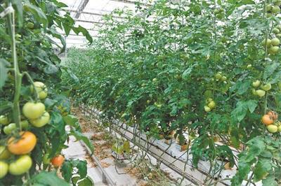 憑證入市，苗木先行——青海打造農產品安全新名片