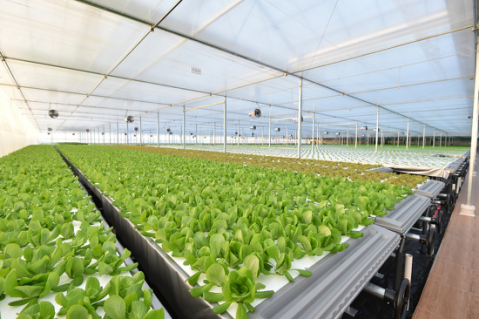 起底京東植物工廠 水培蔬菜安全到“不洗就能吃”，科技如何重塑茶葉種植